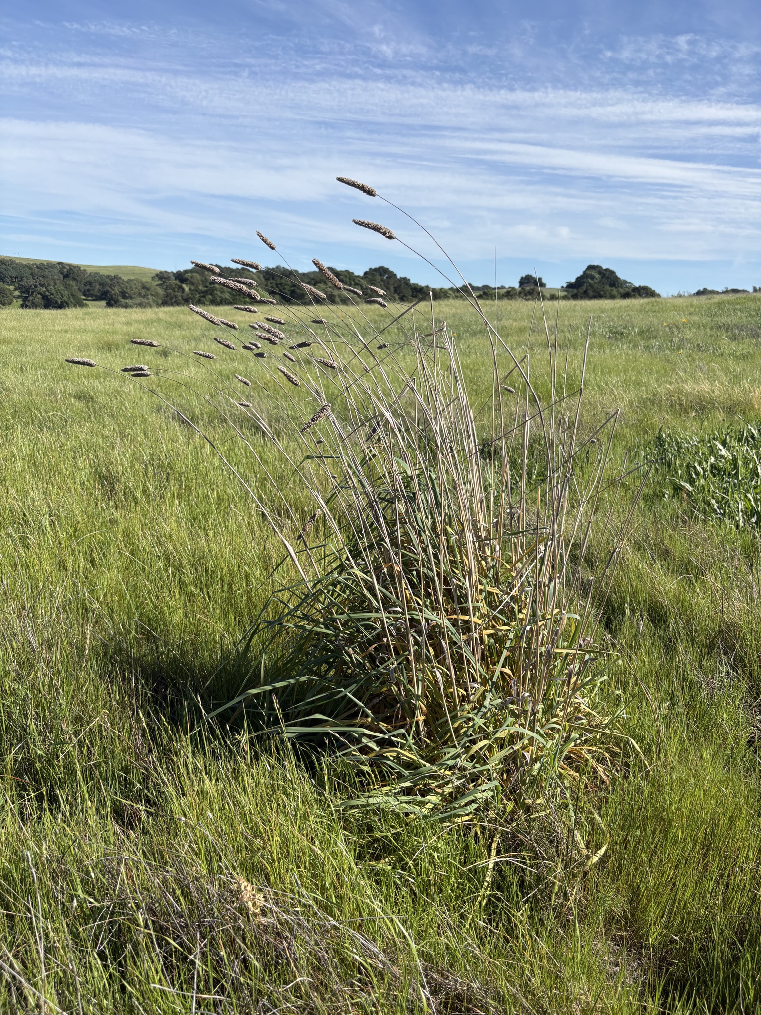 Harding Grass (Phalaris aquatica)
