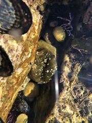 Anthopleura xanthogrammica