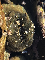 Anthopleura xanthogrammica