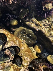 Anthopleura xanthogrammica