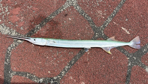Strongylura leiura