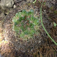Mammillaria discolor