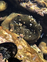 Anthopleura xanthogrammica