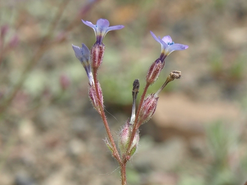 little gilia (Gilia minor)