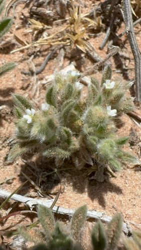 Thicksepal Cryptantha (Cryptantha crassisepala)