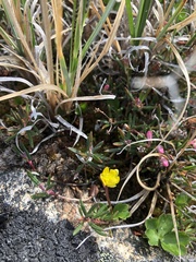 Ranunculus lapponicus