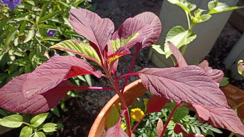 Red amaranth (Amaranthus cruentus)