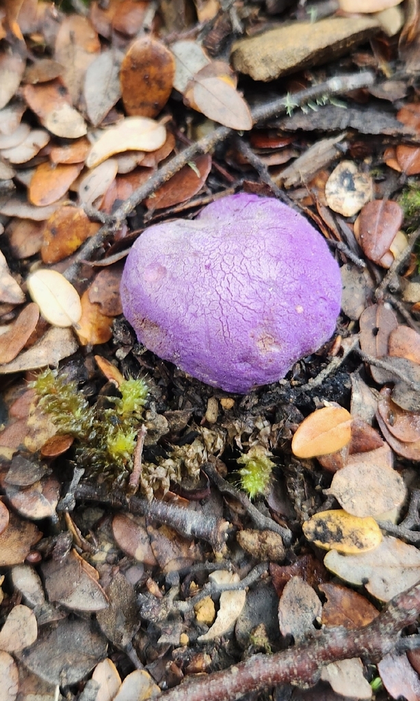Gallacea scleroderma · March 2026 · photo: © alamettyr (iNaturalist, cc-by)