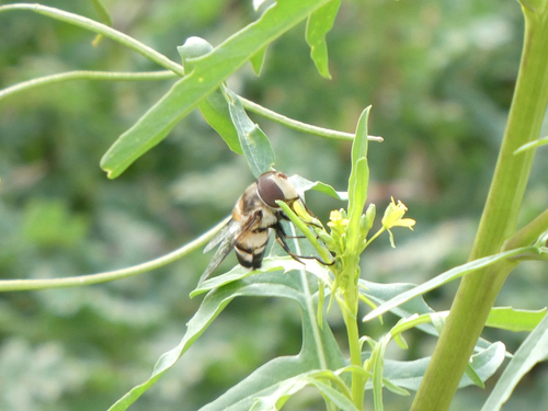 Unknown species found near Tucson, AZ, US