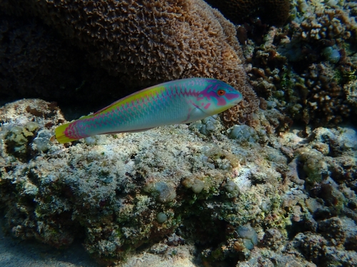 Halichoeres scapularis