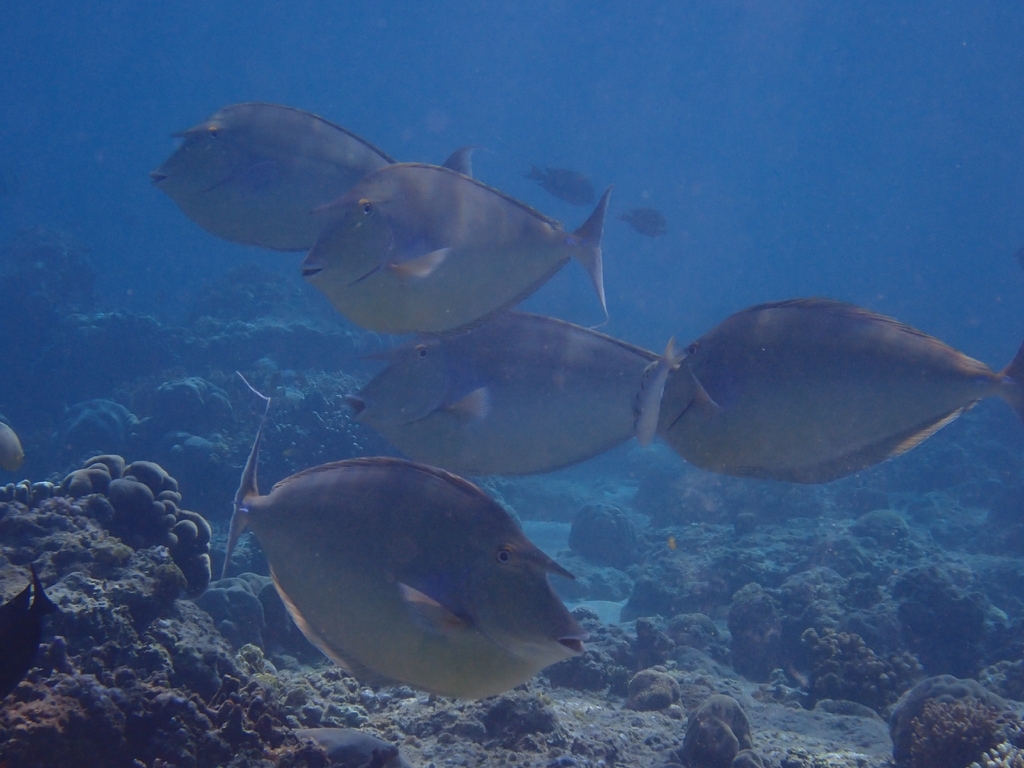 Blue-spine nosefish (Naso unicornis)