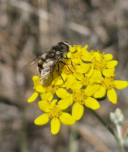 Unknown species found near Del Mar Heights, San Diego, CA 92014, USA