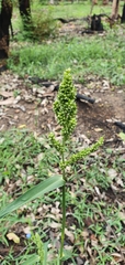 Echinochloa esculenta