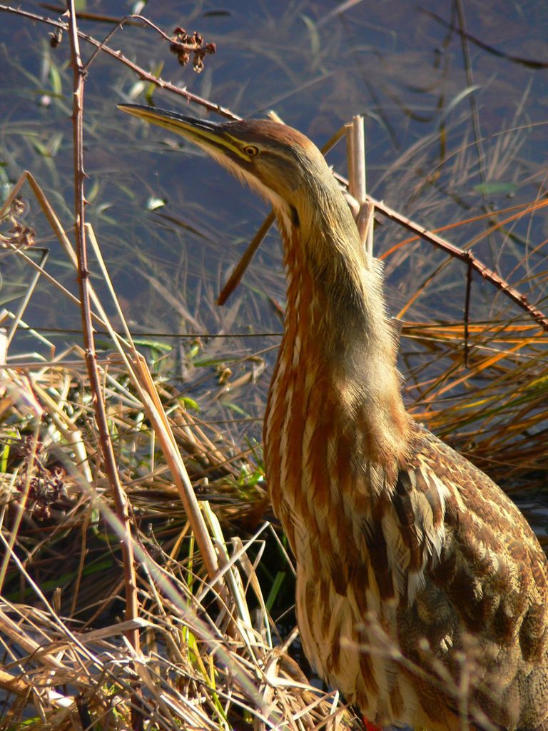 American Bittern (Birds of the Carpenter St. Croix Valley Nature Center ...