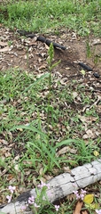 Echinochloa esculenta