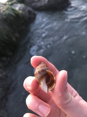 Nucella canaliculata