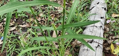 Echinochloa esculenta
