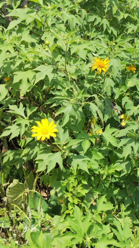 Japanese-sunflower (Tithonia diversifolia)