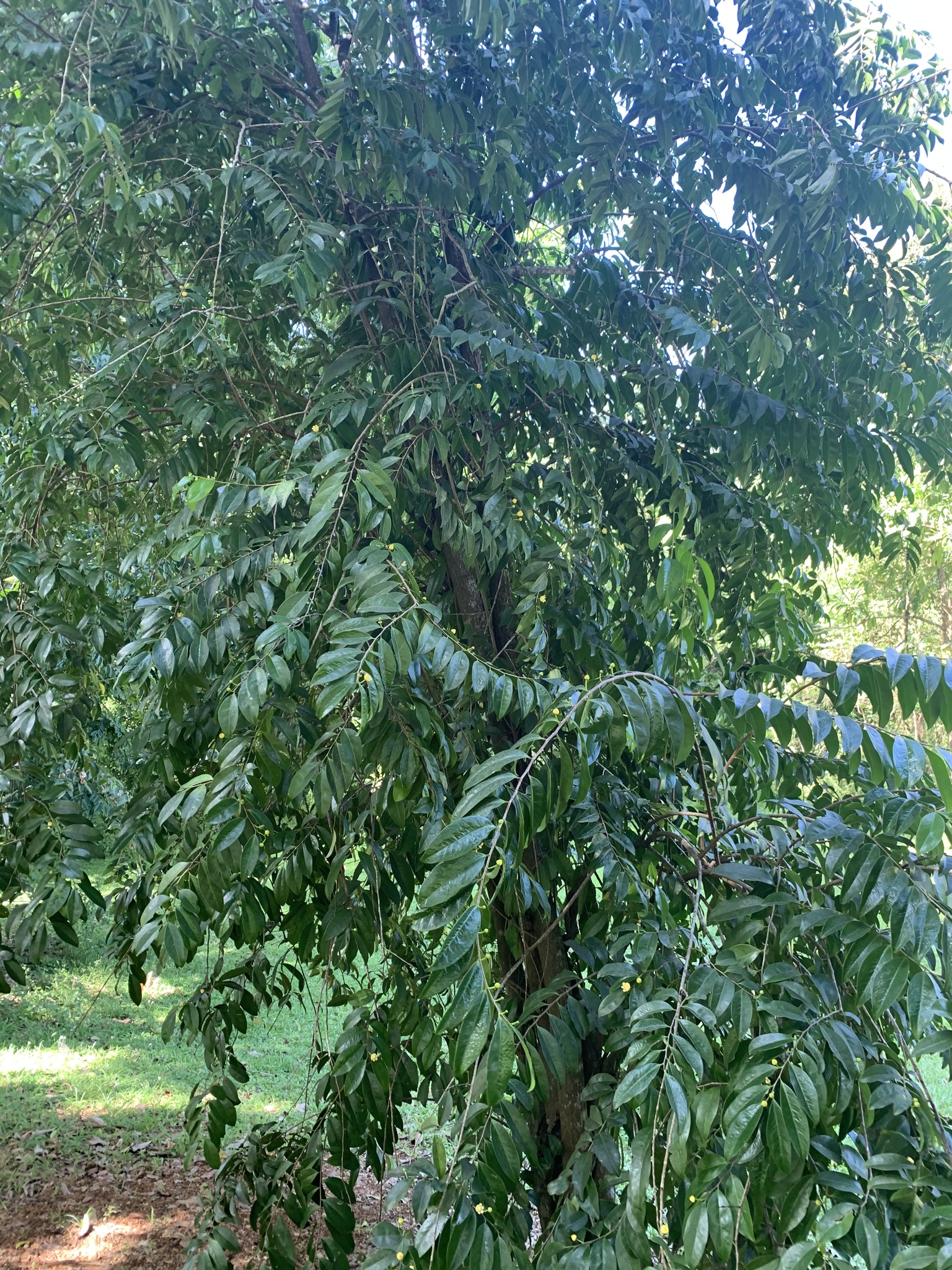 Pleodendron