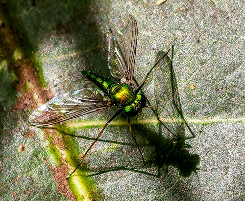 Chrysosoma leucopogon