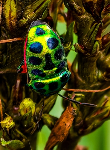 Lychee Shield Bug