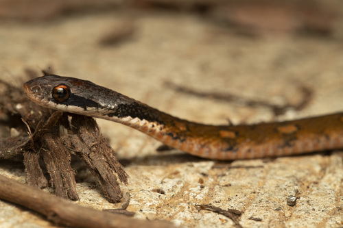 Photo of a Blossom Krait (Rhabdophis ceylonensis)