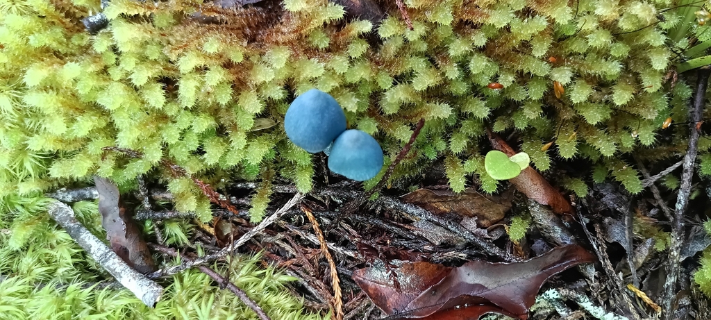 Entoloma hochstetteri · March 2026 · photo: © ekojeo (iNaturalist, cc-by)