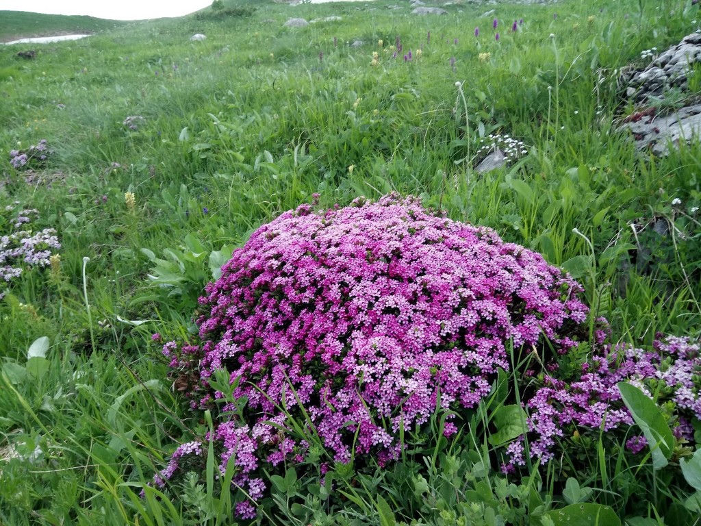 Daphne pseudosericea