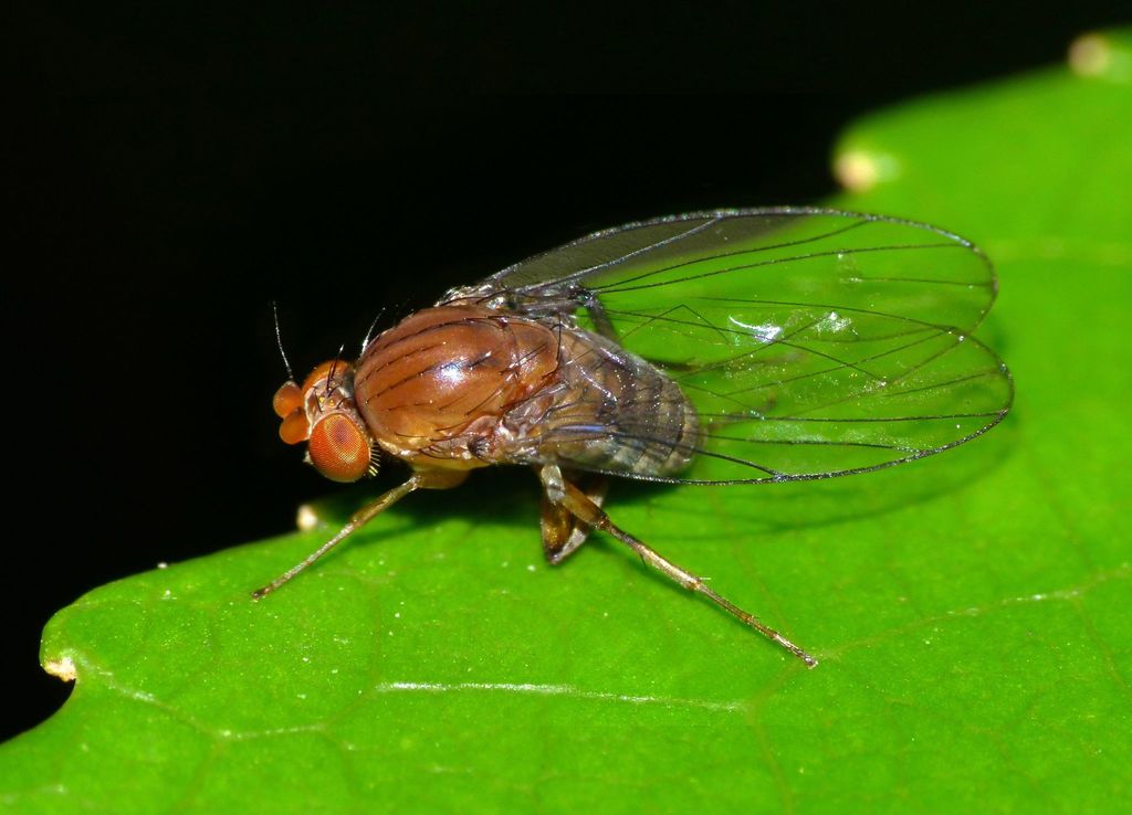 Sciadocerinae