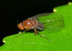 Sciadocera rufomaculata