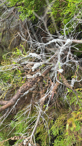 Chenille Honeymyrtle (Melaleuca huegelii)