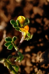 Acmispon wrangelianus
