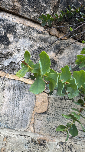 Harsh Hakea (Hakea prostrata)