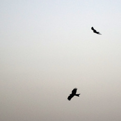 Milvus migrans