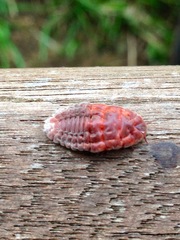 Coelostomidia