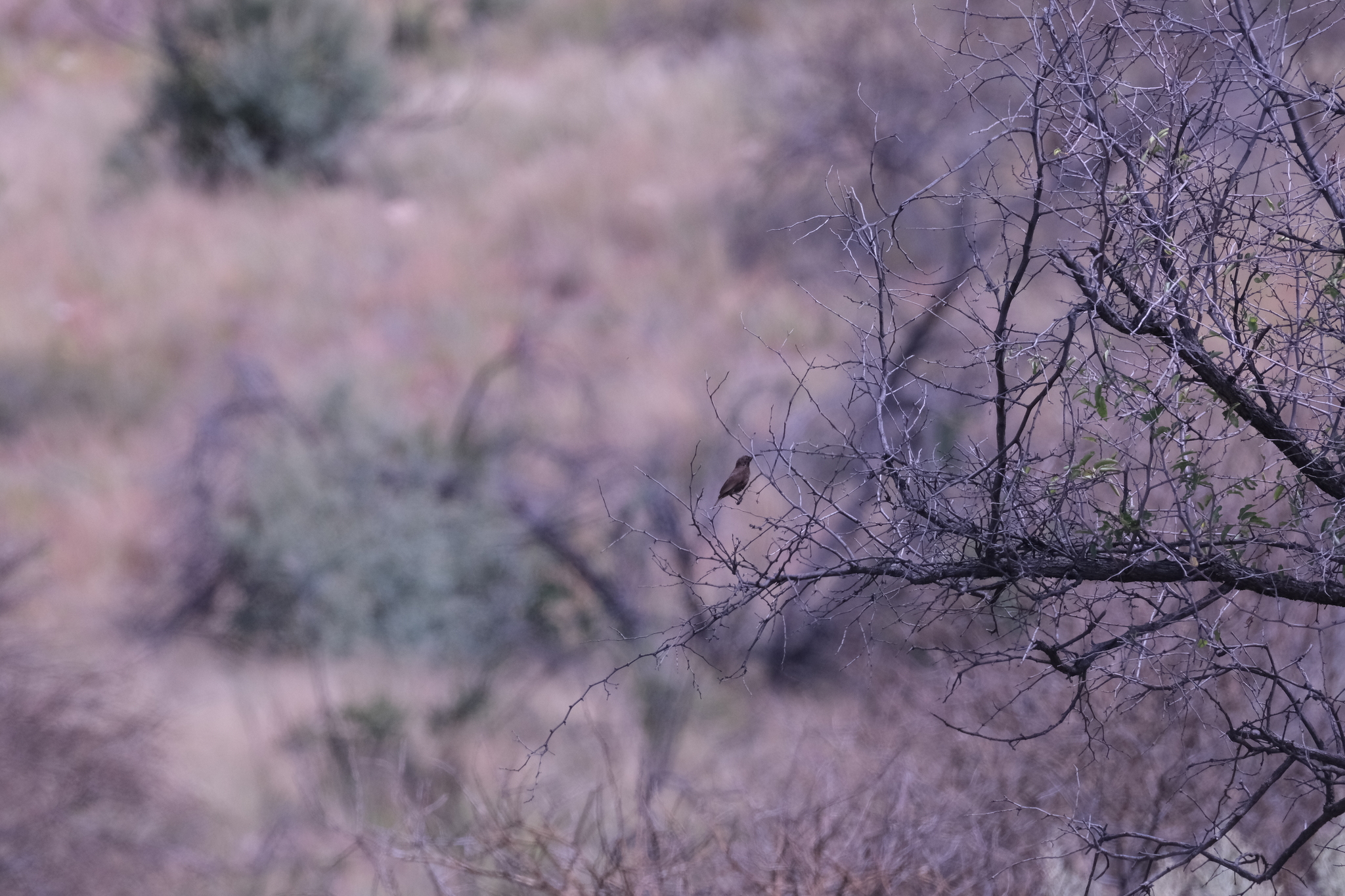 Dusky Sunbird (Cinnyris fuscus), photo 2