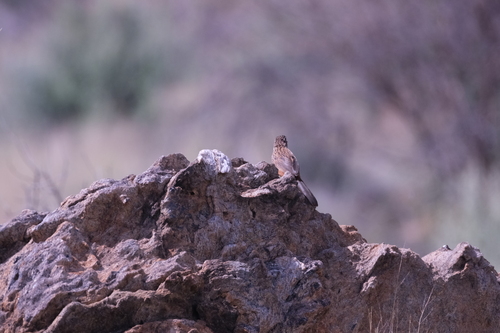 Rockrunner (Achaetops pycnopygius), photo 10