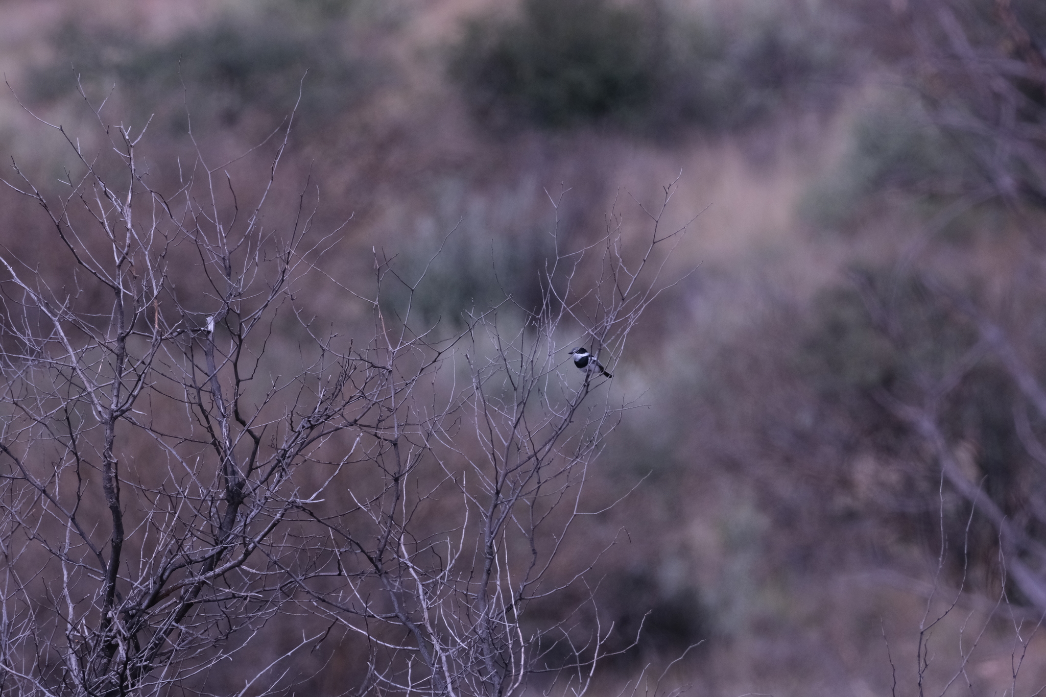 Pririt Batis (Batis pririt), photo 5