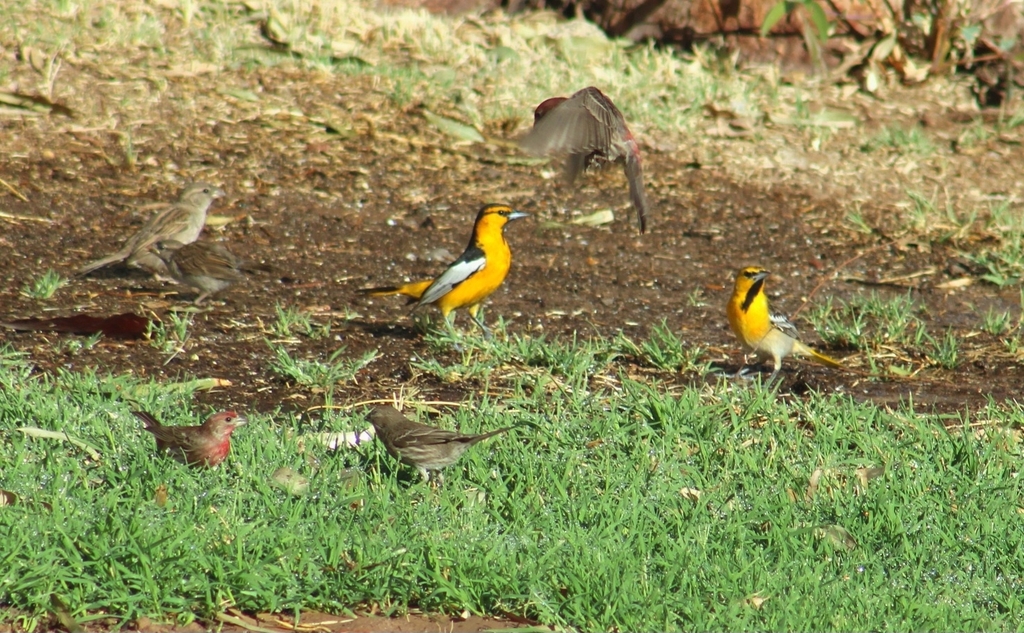 Bullock's Oriole