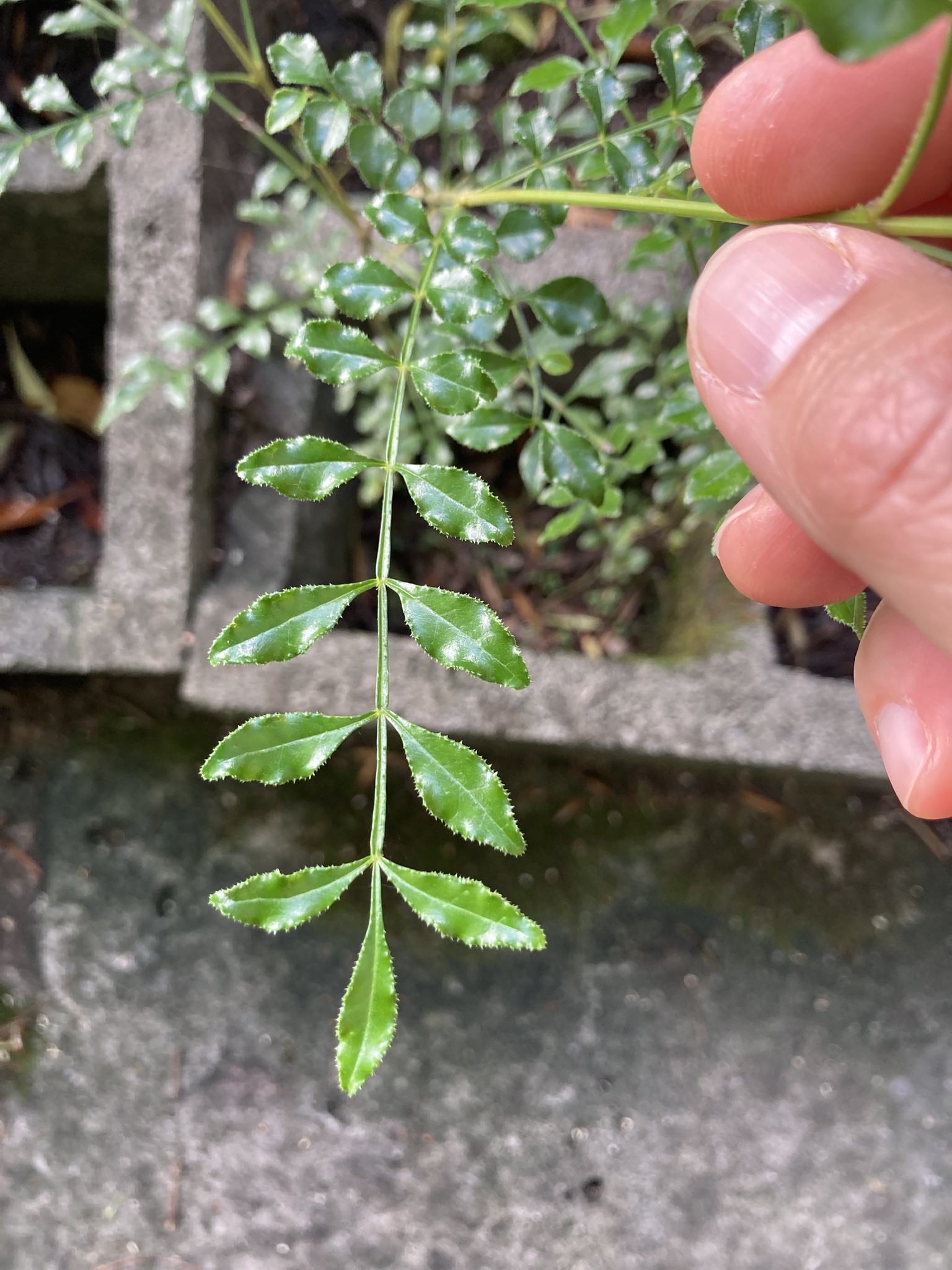 Himalayan Ash (Fraxinus griffithii)