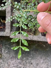 Himalaya-esche (Fraxinus griffithii)