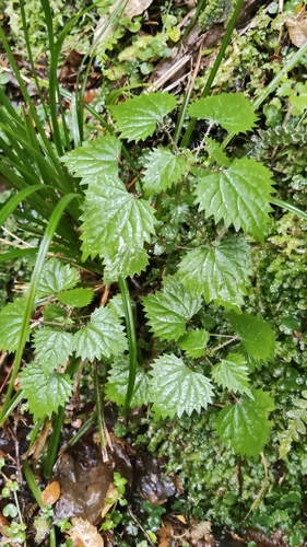 Sykes's bush nettle (Urtica sykesii)