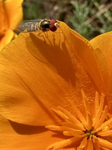 Unknown species found near Berkeley, Berkeley, CA, US