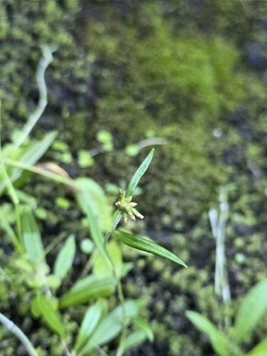 father-and-child plant (Euchiton japonicus)