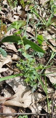 Pultenaea spinosa