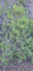 Veronica stenophylla