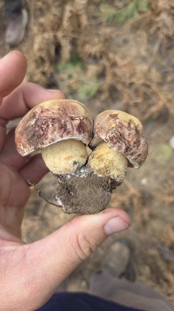 Boletus rex-veris · March 2026 · photo: © bryce_john (iNaturalist, CC)