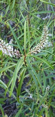 Veronica stenophylla