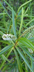 Veronica stenophylla