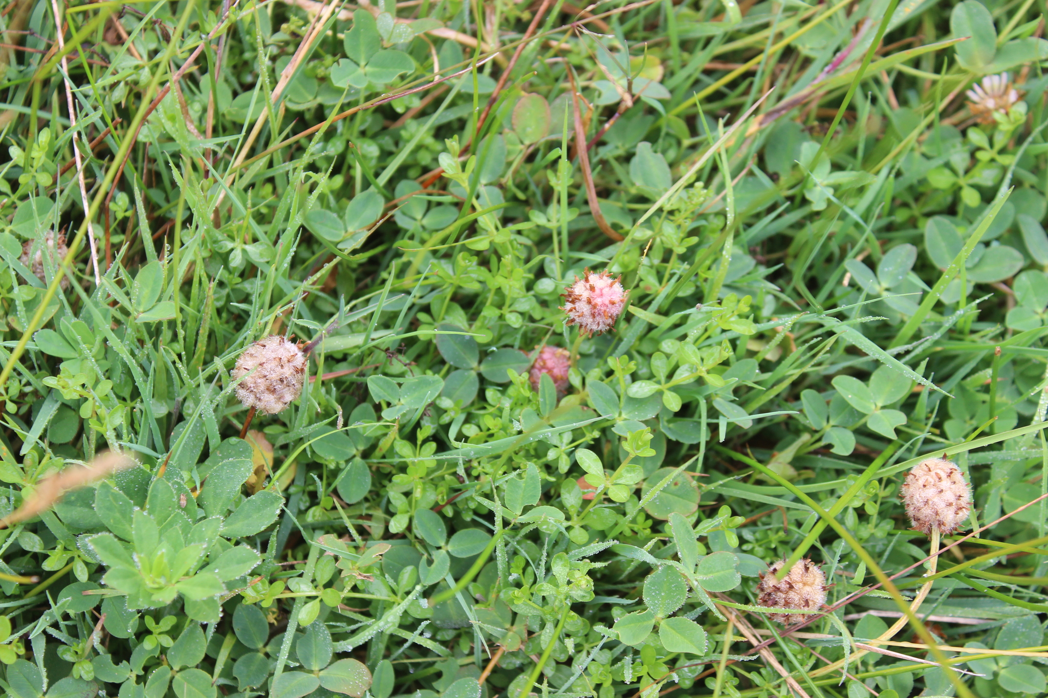 Strawberry Clover (Trifolium fragiferum)